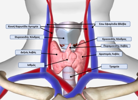 Ο Θυρεοειδής αδένας